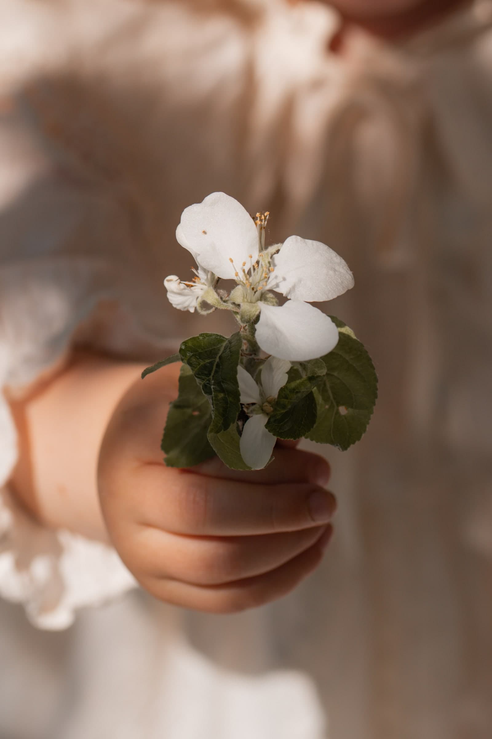 Familienfotografie in OWL - Kinderhand mit Apfelblüte