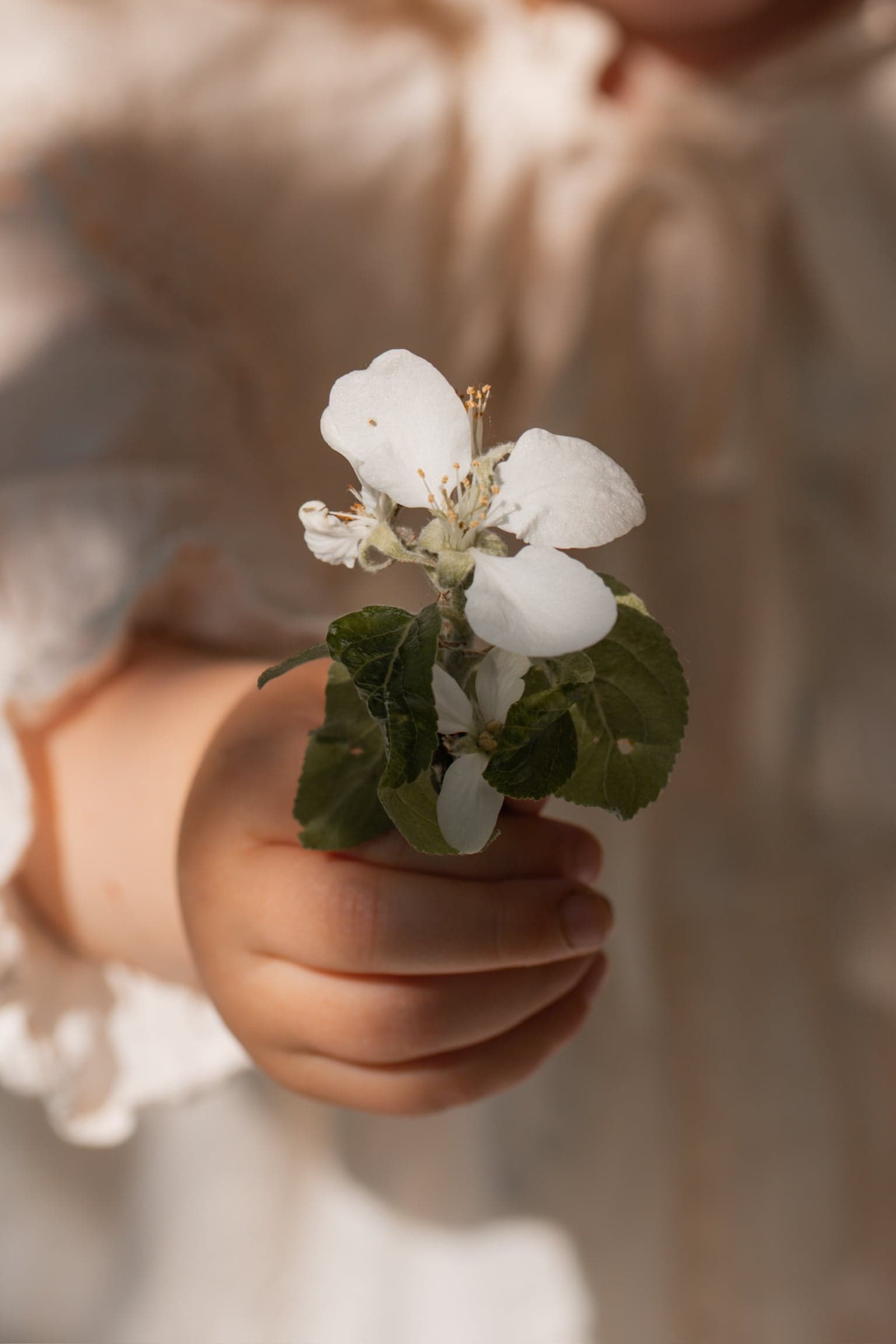 Kinderhand hält eine Apfelblüte